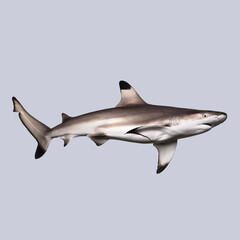 Fototapeta premium Side view of a blacktip reef shark swimming underwater, isolated on a soft blue background
