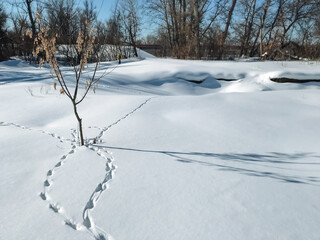 In the center of a vast, snowy field stands a solitary tree, its branches bare and covered in a delicate layer of frost, creating a beautiful scene that epitomizes winters icy embrace