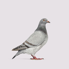Full body shot of a gray pigeon standing on a grey background, looking to the right