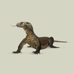 Obraz premium Studio shot of komodo dragon flicking its forked tongue against seamless background