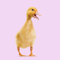 Small yellow duckling standing and opening beak on a purple studio background