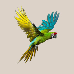 Military macaw - ara militaris - showing colorful plumage during flight