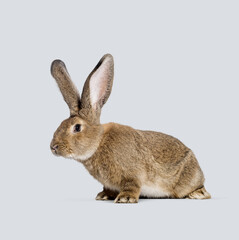 Studio portrait of adorable brown flemish giant rabbit sitting on gray seamless background