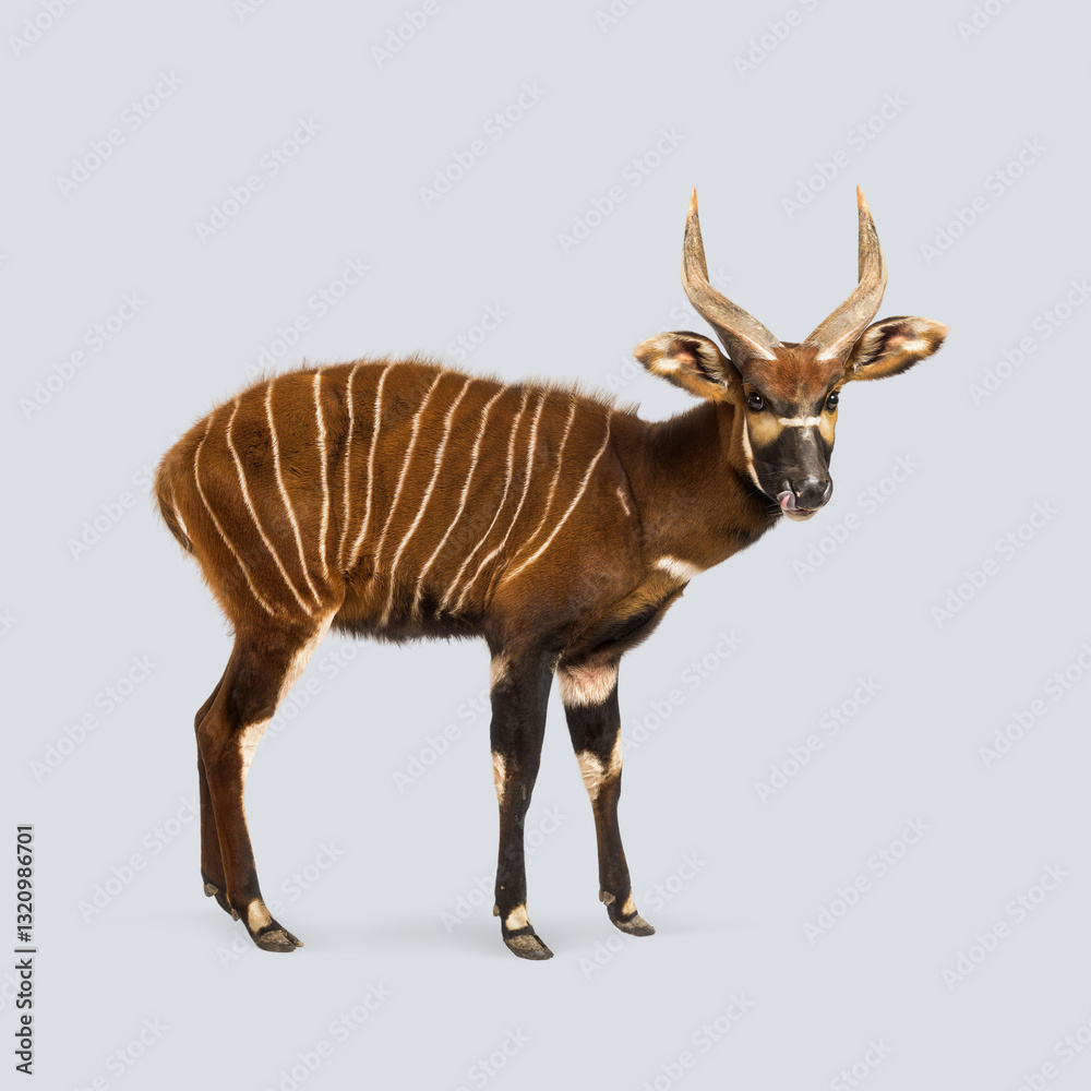 Wall mural bongo showing its tongue while standing on a uniform grey background