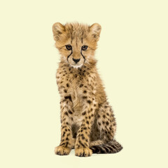 Adorable cheetah cub sitting and looking forward on a seamless light yellow background © Eric Isselée