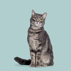 European shorthair cat sitting and looking curious on a light green background