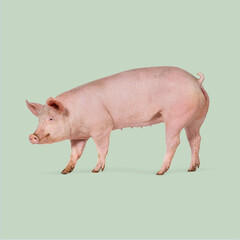 Full body shot of a large pink pig walking on a seamless green background