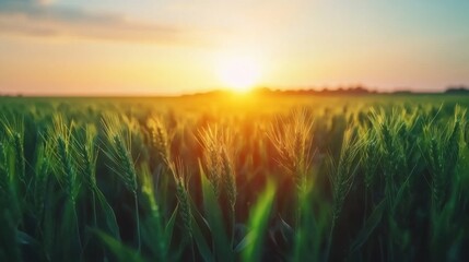 Fototapeta premium Golden Sunrise Over Lush Green Wheat Field with Clear Sky and Distant Horizon Reflecting Nature's Beauty and Abundance in Rural Landscape