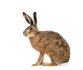 Side view of a European hare or brown hare, lepus europaeus, sitting and looking away on white background