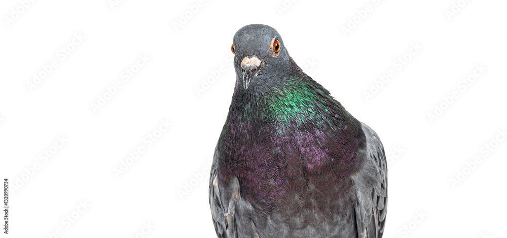 Aufkleber head shot of a front view of a feral pigeon, isoated on white