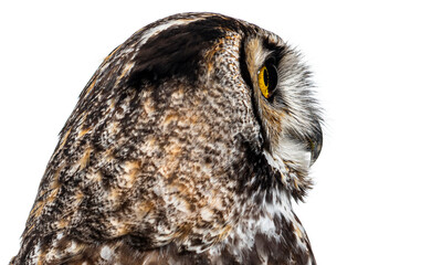 Head shot side view of a great horned owl, Bubo virginianus saturatus, or tiger owl, standing, turning its head and looking over its shoulder, isolated on white