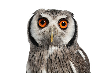 Head shot of a northern white-faced owl, Ptilopsis leucotis, undilated pupils, looking at the camera, isolated on white