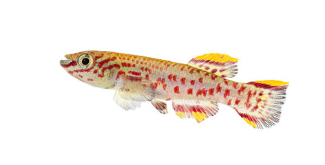Male Blue lyretail fish, Fundulopanchax gardneri, Isolated on white