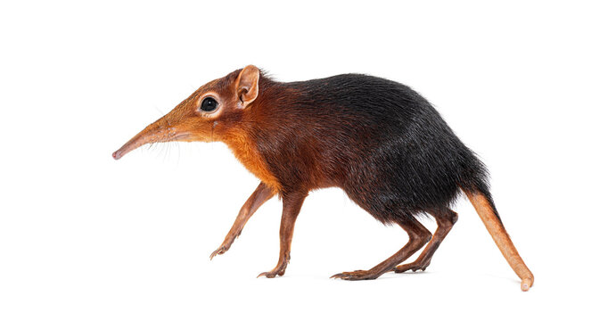 Black and rufous elephant shrew, Rhynchocyon petersi, walking and showing its distinctive long, pointed snout, isolated on white