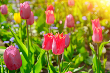 Colorful Tulip Mix in a Garden