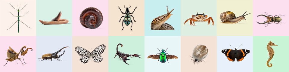Colorful collage showcasing a variety of invertebrates, highlighting biodiversity in the animal kingdom