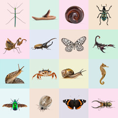 Educational collage showing different invertebrate animals like insects, arachnids, myriapods, mollusks, crustaceans and other invertebrates on colored backgrounds