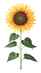 Fototapeta premium Sunflower icon in flat style. Flora vector illustration Sun flower sign isolated on a white background