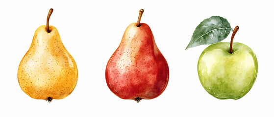 Watercolor pears, apple,  food illustration