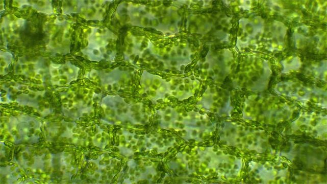 Plant cells with chloroplasts moving inside