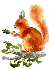 Squirrel on an oak tree. Hand drawn watercolour illustration