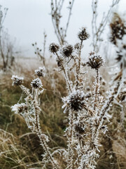 This stunning image showcases a closeup of a resilient plant adorned with sparkling frost in a serene winter field, capturing the essence of winter beauty and tranquility