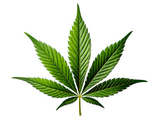 Isolated cannabis leaf on transparent background, showcasing its vibrant green color and detailed texture, perfect for various design projects