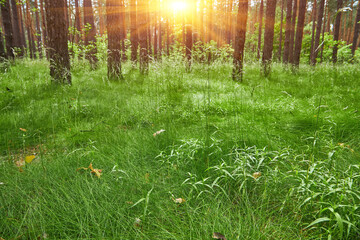 Lush Green Sedge in Forest