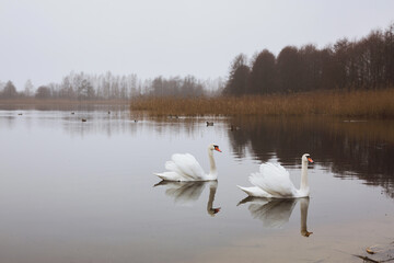 Two white swans swimming in the pond