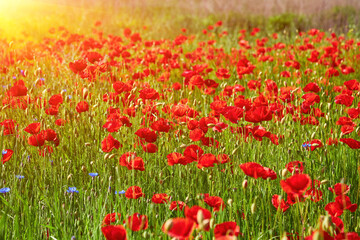 Field of Red Poppies