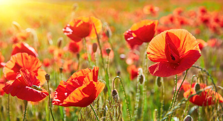 Naklejka premium Sunlit Field of Red Poppies