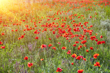 Vast Field of Red Poppies