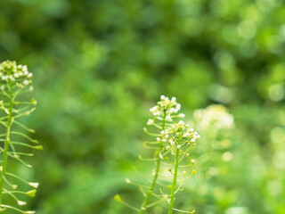 春の日差しに輝くナズナの白い花09