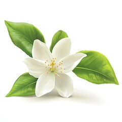 Obraz premium Delicate white flower with lush green leaves