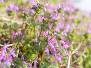 ホトケノザの紫の花のアップ14