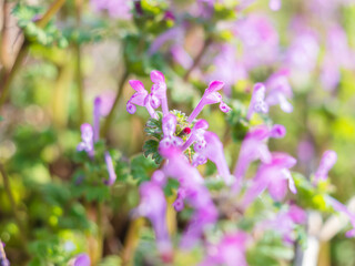 ホトケノザの紫の花のアップ15