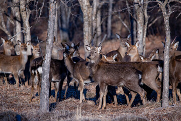 Wildlife of Russia. A large herd of spotted deer stands in the autumn forest.