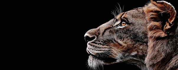 A striking profile image showcases a majestic lioness against black background