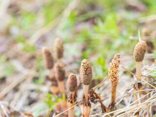 春のツクシのアップ05