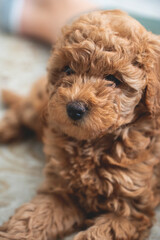 Cute brown poodle puppy