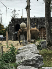 Elefant tier natur