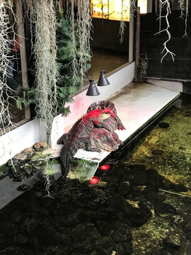 krokodil echse tier