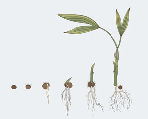 Tropical tree growth evolution from seed to plant. Palm roots. Botanical vector illustration. 