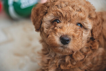 Cute brown poodle puppy