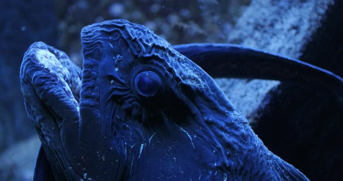 Close up footage of Wolf Eel underwater near the rocks, exotic marine life, 4k