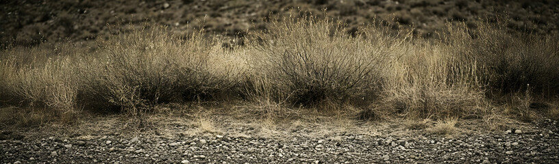 Desert shrubs, roadside, gravel, arid