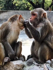 Two playful monkeys are sitting together on a large rock, their eyes intently locked as they gaze at each other, fully engaged in a fascinating moment of curiosity and connection