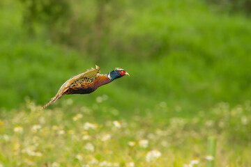 Ring-necked Pheasant male  in flight