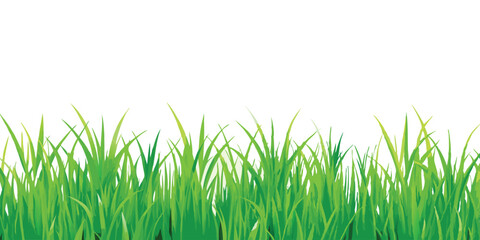 Obraz premium green grass isolated on white