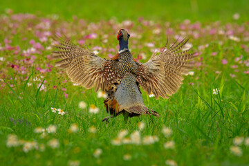 Ring-necked Pheasant male with open wings in flower field